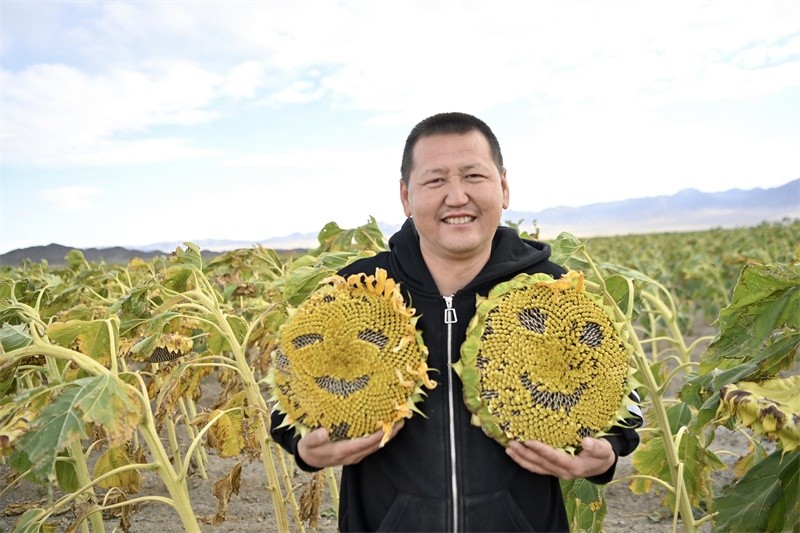 □近日，和布克赛尔蒙古自治县铁布肯乌散乡布德恩江村种植户那克思·哈什巴特种植的350亩食葵喜获丰收。
