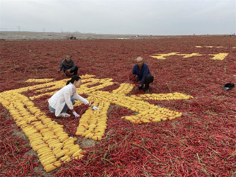 □9月23日，沙湾市安集海镇椒农在辣椒晒场上用玉米摆出巨幅“小康生活”字样，庆祝丰收，展示丰收成果和乡村振兴取得的喜人变化。