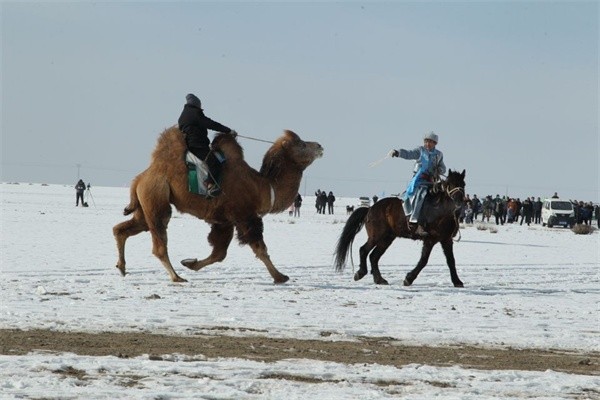 □骆驼比赛在雪地激情上演。